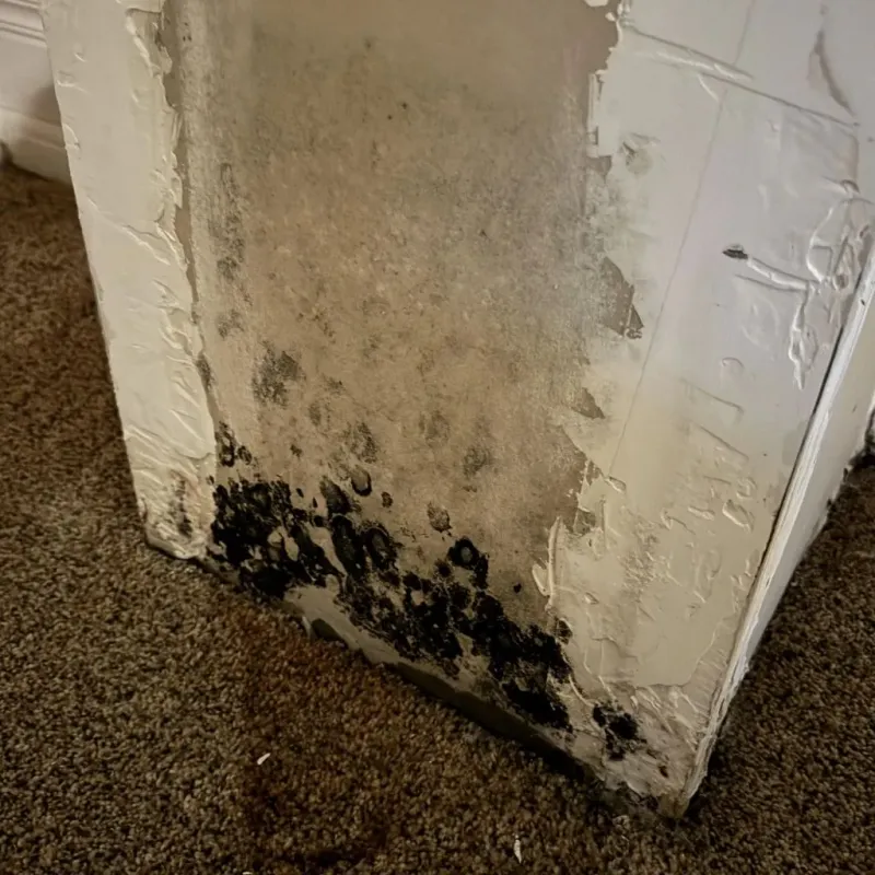 Professional Mold Removal in Condon, TN